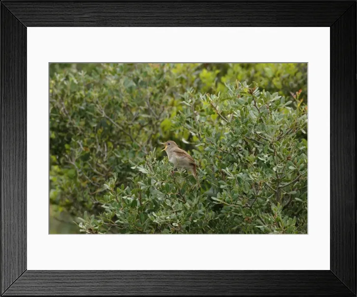 Framed Print : Nightingale - in spring on territory Framed Print : Nightingale - in spring on territory