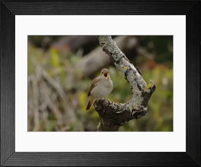 Framed Print : Nightingale - in spring on territory Framed Print : Nightingale - in spring on territory