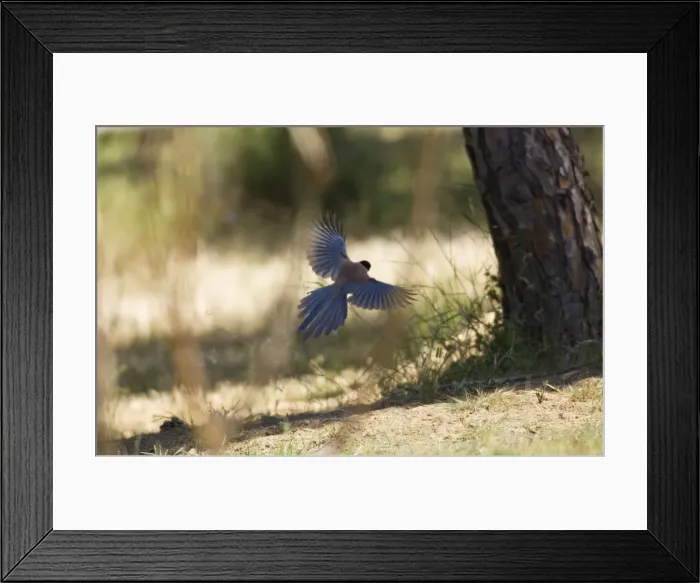 Framed Print : Azure-winged Magpie - adult in flight Spain Framed Print : Azure-winged Magpie - adult in flight Spain