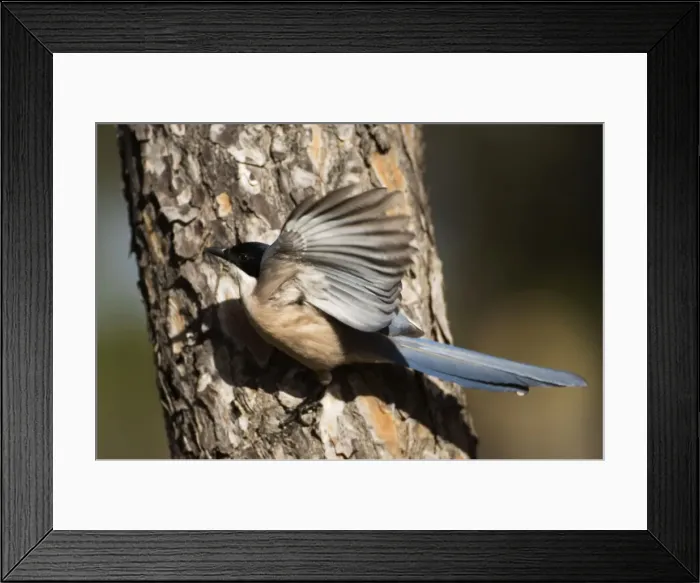 Framed Print : Azure-winged Magpie - adult on pine tree Framed Print : Azure-winged Magpie - adult on pine tree