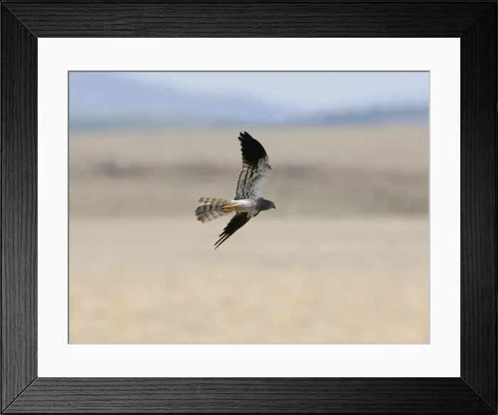 Framed Print : Montagu's Harrier - adult male, September Framed Print : Montagu's Harrier - adult male, September