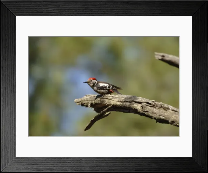 Framed Print : Middle-spotted Woodpecker - adult male, May Southern Turkey Framed Print : Middle-spotted Woodpecker - adult male, May Southern Turkey