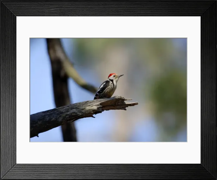 Framed Print : Middle-spotted Woodpecker - adult male, May Southern Turkey Framed Print : Middle-spotted Woodpecker - adult male, May Southern Turkey