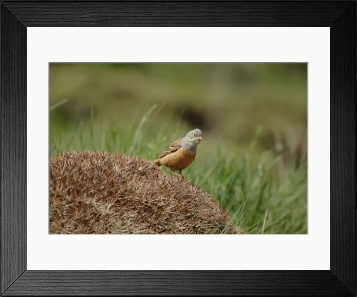 Framed Print : Ortolan Bunting - adult, May. Southern Turkey Framed Print : Ortolan Bunting - adult, May. Southern Turkey
