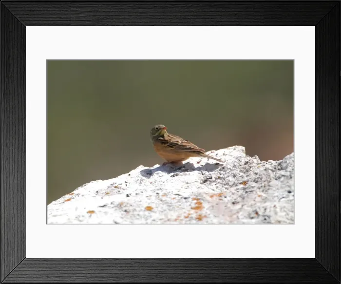 Framed Print : Ortolan Bunting - adult, May. Southern Turkey Framed Print : Ortolan Bunting - adult, May. Southern Turkey