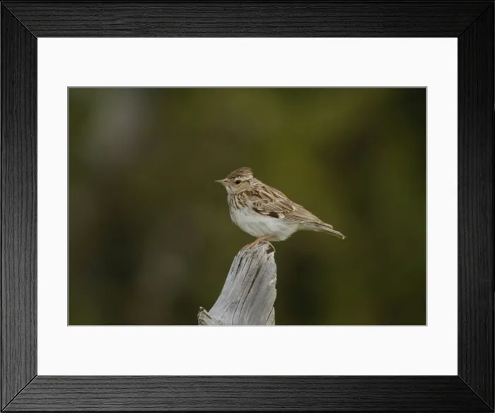 Framed Print : Woodlark - adult, May Framed Print : Woodlark - adult, May