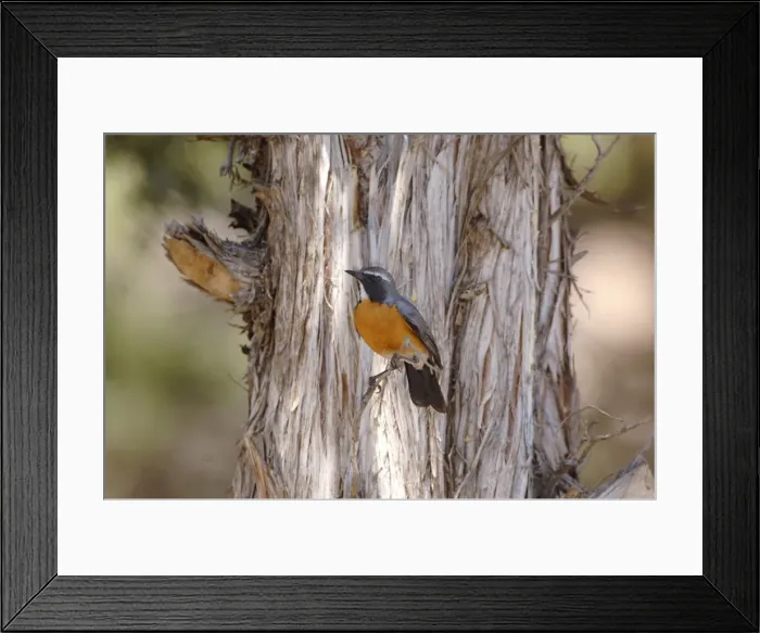 Framed Print : White-throated Robin - adult male, May. Southern Turkey Framed Print : White-throated Robin - adult male, May. Southern Turkey