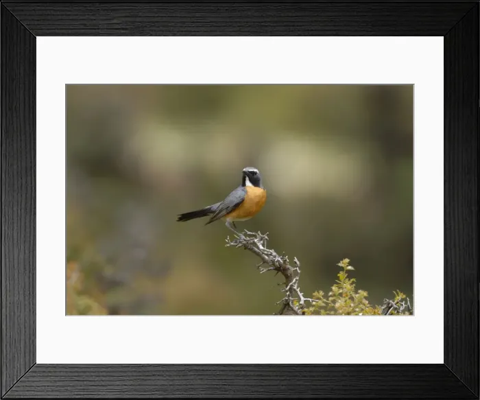 Framed Print : White-throated Robin - adult male, May. Southern Turkey Framed Print : White-throated Robin - adult male, May. Southern Turkey