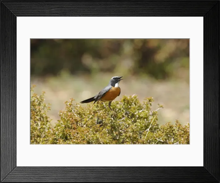 Framed Print : White-throated Robin - adult male, May. Southern Turkey Framed Print : White-throated Robin - adult male, May. Southern Turkey