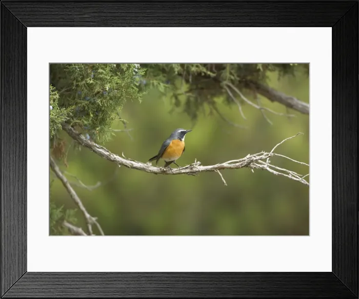 Framed Print : White-throated Robin - adult male, May. Southern Turkey Framed Print : White-throated Robin - adult male, May. Southern Turkey