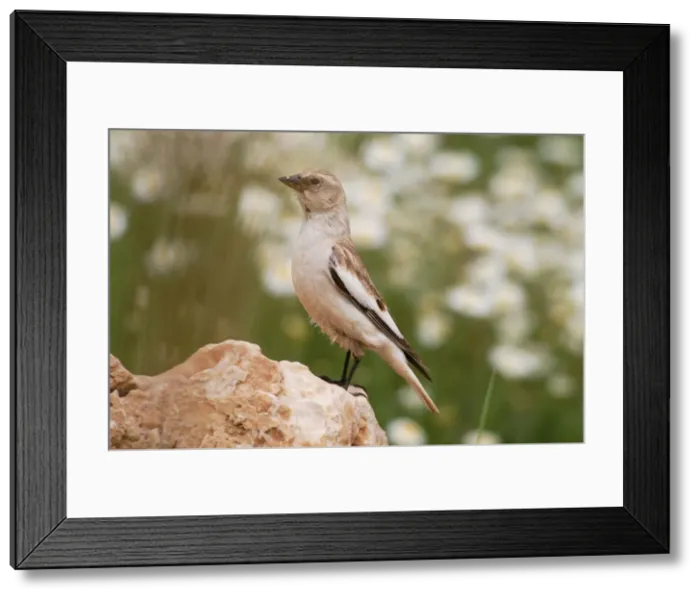 Framed Print : Snowfinch - adult female, May. Southern Turkey Framed Print : Snowfinch - adult female, May. Southern Turkey