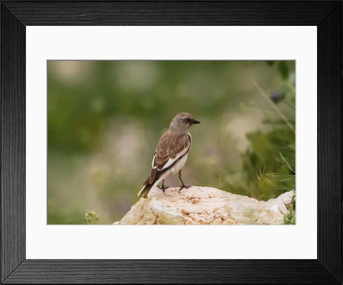 Framed Print : Snowfinch - adult female, May Southern Turkey Framed Print : Snowfinch - adult female, May Southern Turkey