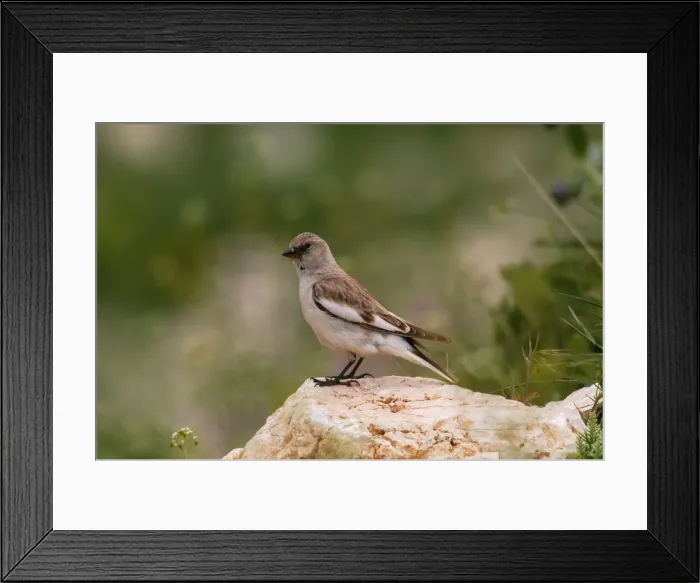 Framed Print : Snowfinch - adult female, May. Southern Turkey Framed Print : Snowfinch - adult female, May. Southern Turkey