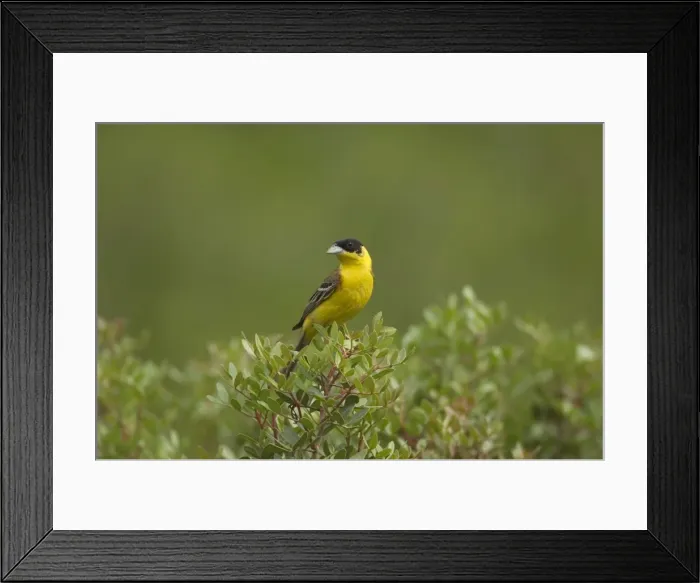 Framed Print : Black-headed Bunting - adult male, summer Southern Turkey May
