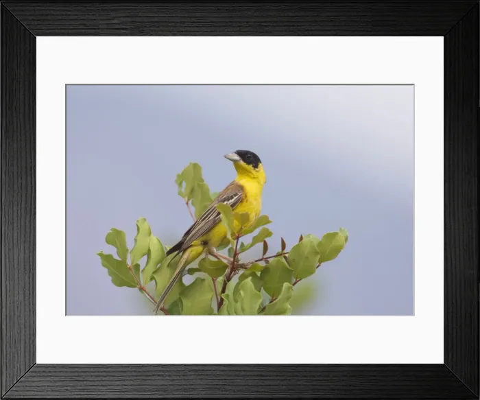Framed Print : Black-headed Bunting - adult male, May. Southern Turkey