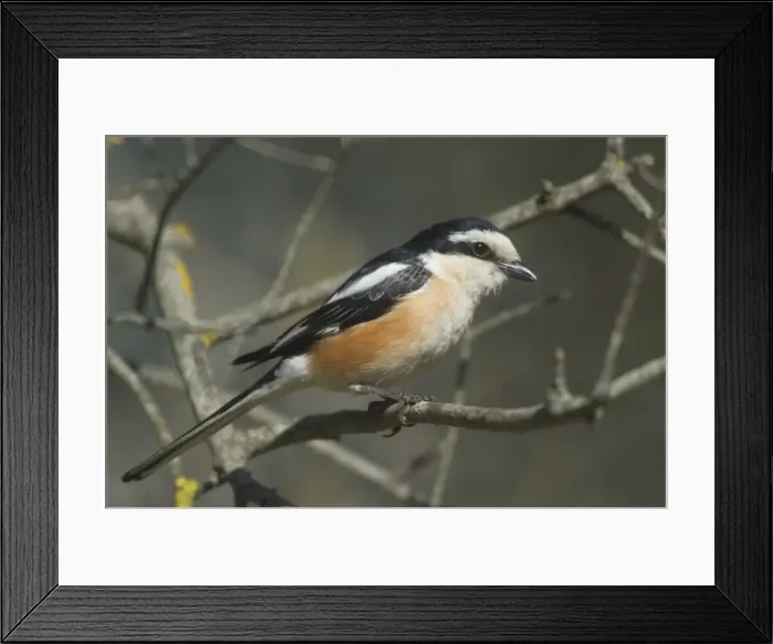 Framed Print : Masked Shrike - adult Male Southern Turkey Framed Print : Masked Shrike - adult Male Southern Turkey