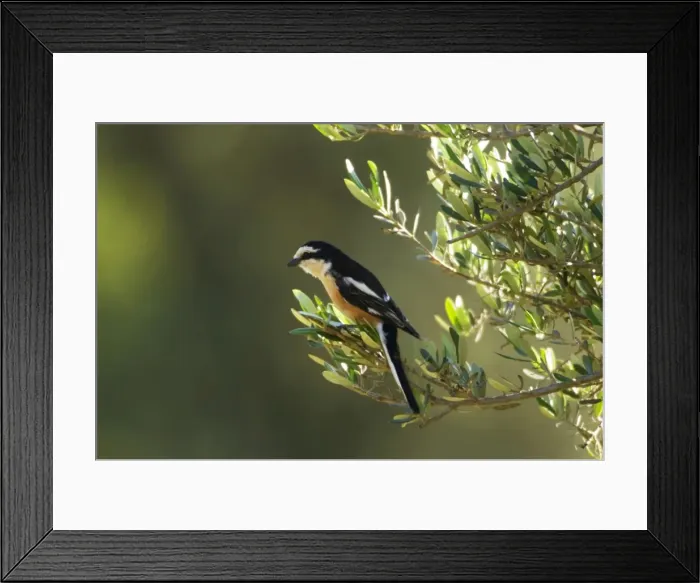 Framed Print : Masked Shrike - adult Male Southern Turkey Framed Print : Masked Shrike - adult Male Southern Turkey
