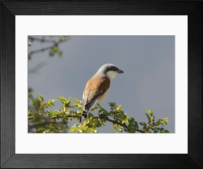 Framed Print : Red Backed Shrike - adult male Framed Print : Red Backed Shrike - adult male