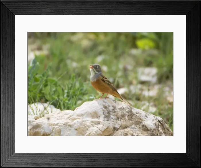 Framed Print : Ortolan Bunting - adult male singing on territory Southern Turkey Framed Print : Ortolan Bunting - adult male singing on territory Southern Turkey