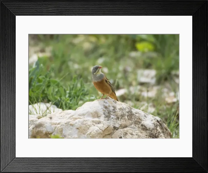 Framed Print : Ortolan Bunting - adult male Southern Turkey May Framed Print : Ortolan Bunting - adult male Southern Turkey May