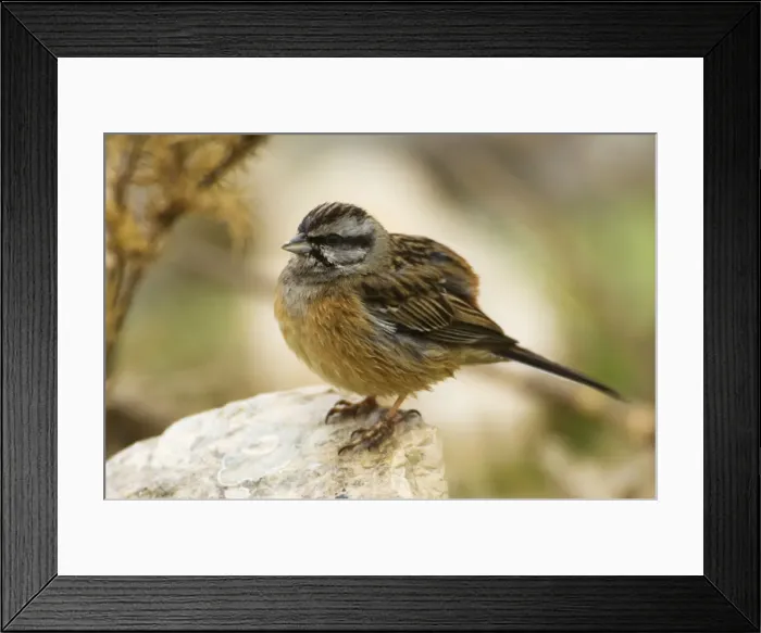 Framed Print : Rock Bunting - female, February. Southern Spain Framed Print : Rock Bunting - female, February. Southern Spain