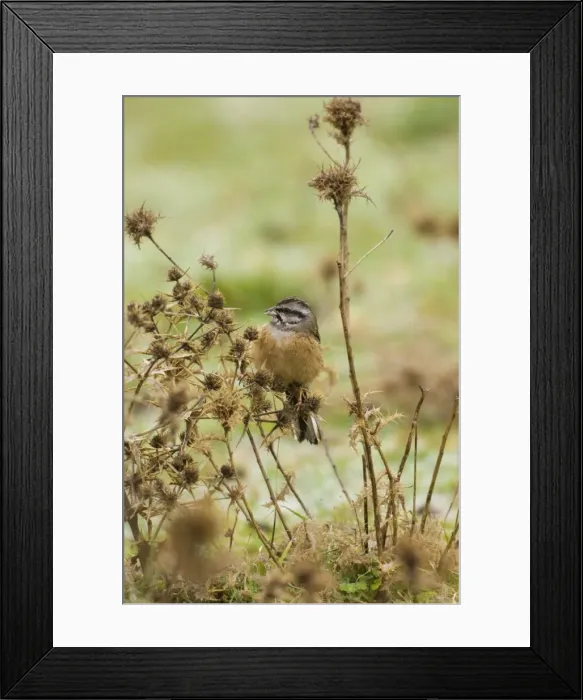 Framed Print : Rock Bunting - female, February. Southern Spain Framed Print : Rock Bunting - female, February. Southern Spain