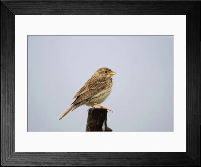 Framed Print : Corn Bunting - February Southern Spain Framed Print : Corn Bunting - February Southern Spain