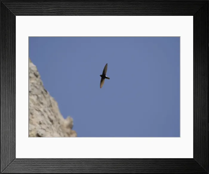 Framed Print : Little Swift - In flight. Southern Spain April Framed Print : Little Swift - In flight. Southern Spain April