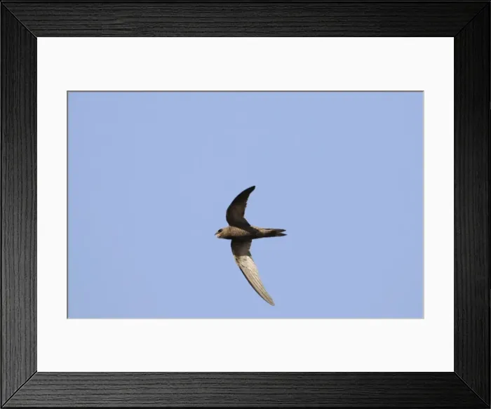 Framed Print : Pallid Swift - In flight. September. Southern Spain Framed Print : Pallid Swift - In flight. September. Southern Spain