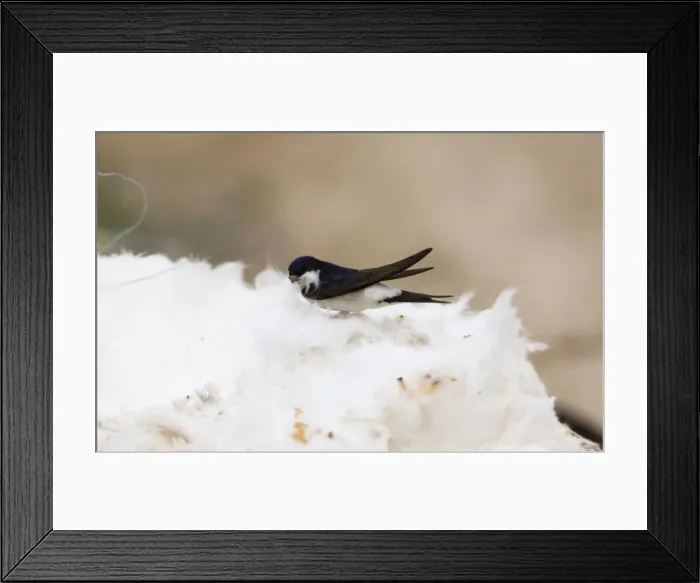 Framed Print : House Martins - Collecting roof insulation for nesting material Framed Print : House Martins - Collecting roof insulation for nesting material