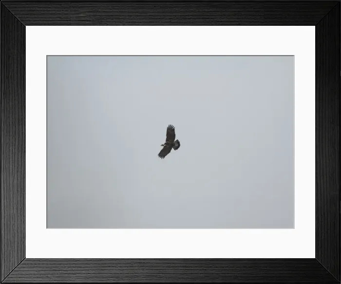 Framed Print : Spanish Imperial / Iberian Imperial Eagle / Adalbert's Eagle - In flight Framed Print : Spanish Imperial / Iberian Imperial Eagle / Adalbert's Eagle - In flight