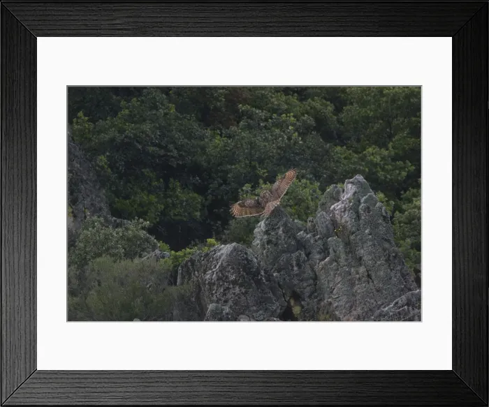 Framed Print : Adult Eurasian Eagle Owl hunting for food at dusk Monfrague Spain April to feed its chicks nearby Framed Print : Adult Eurasian Eagle Owl hunting for food at dusk Monfrague Spain April to feed its chicks nearby