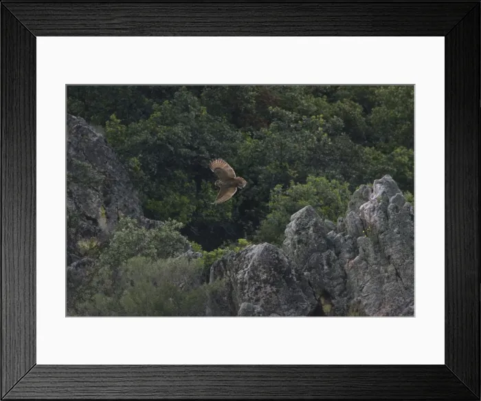 Framed Print : Adult Eurasian Eagle Owl hunting for food at dusk Monfrague Spain April to feed its chicks nearby Framed Print : Adult Eurasian Eagle Owl hunting for food at dusk Monfrague Spain April to feed its chicks nearby