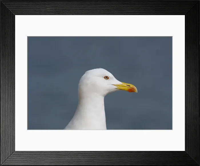 Framed Print : Adult Yellow-legged Gull Gibralter Framed Print : Adult Yellow-legged Gull Gibralter