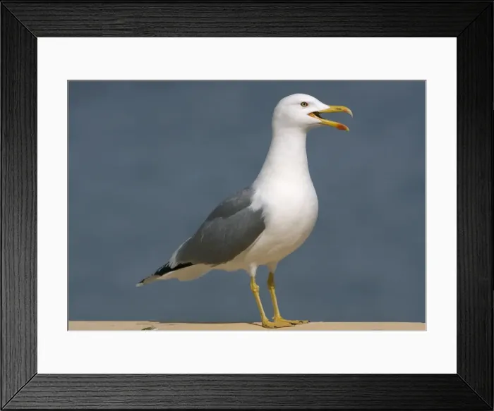 Framed Print : Adult Yellow-legged Gull Gibralter - Crying Framed Print : Adult Yellow-legged Gull Gibralter - Crying