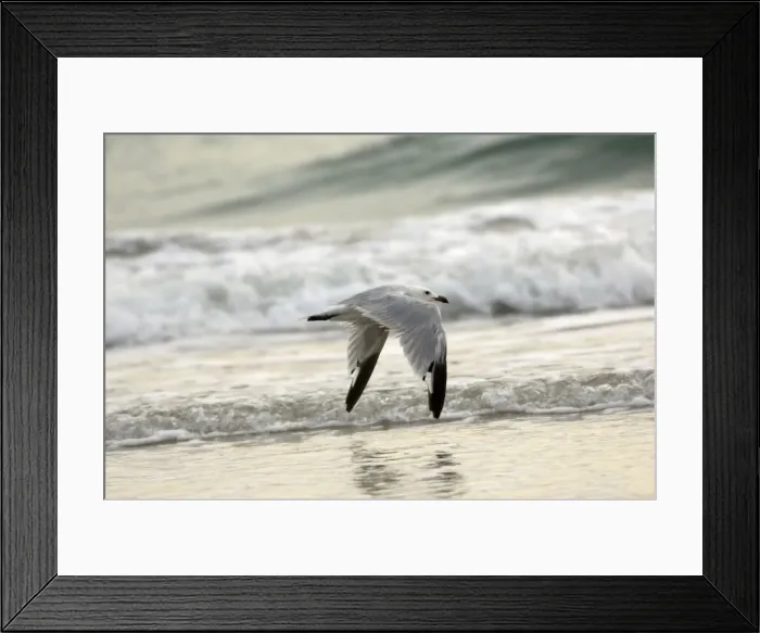 Framed Print : Moulting adult Audouins Gull In flight - Southern Spain September Framed Print : Moulting adult Audouins Gull In flight - Southern Spain September