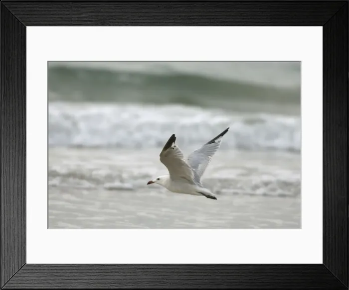 Framed Print : Moulting adult Audouins Gull In flight - Southern Spain September Framed Print : Moulting adult Audouins Gull In flight - Southern Spain September