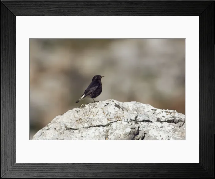 Framed Print : Adult Female Black Wheatear - On rock, Ronda Spain April Framed Print : Adult Female Black Wheatear - On rock, Ronda Spain April