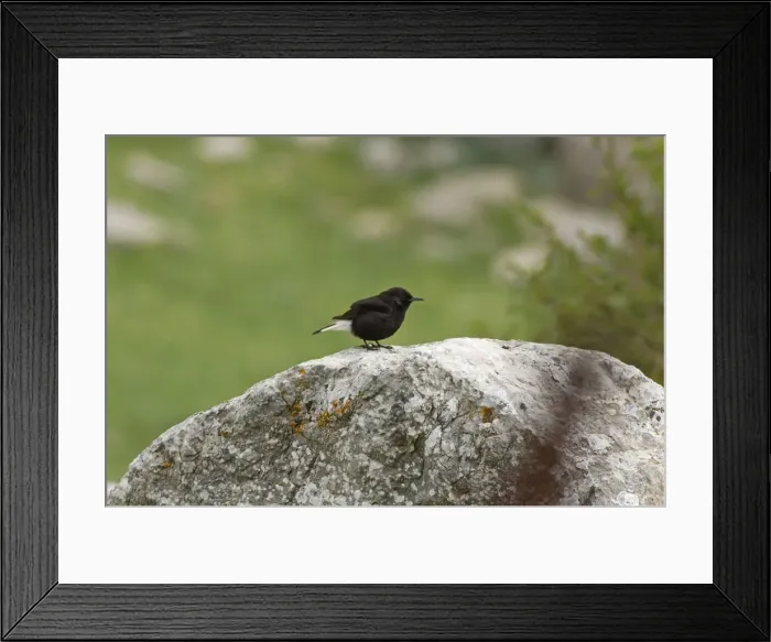 Framed Print : Adult Male Black Wheatear - On rock, Ronda Spain April Framed Print : Adult Male Black Wheatear - On rock, Ronda Spain April