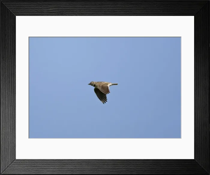 Framed Print : Calandra Lark in flight Spain September Framed Print : Calandra Lark in flight Spain September