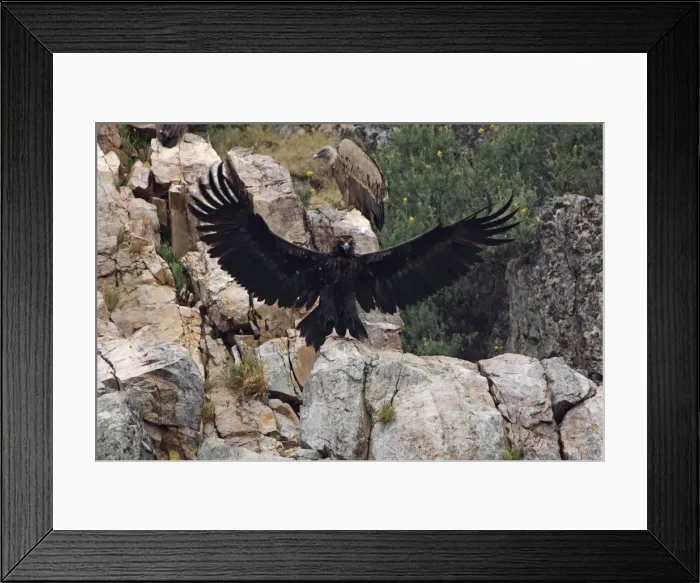 Framed Print : Juvenile Black Vulture with sinister eyes - wings spread Spain April Framed Print : Juvenile Black Vulture with sinister eyes - wings spread Spain April
