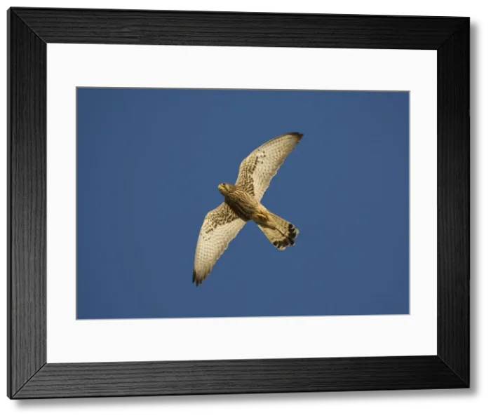 Framed Print : Adult female Lesser Kestrel In flight - Tarifa Spain April Framed Print : Adult female Lesser Kestrel In flight - Tarifa Spain April