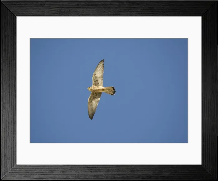 Framed Print : Adult female Lesser Kestrel In flight - Tarifa Spain April