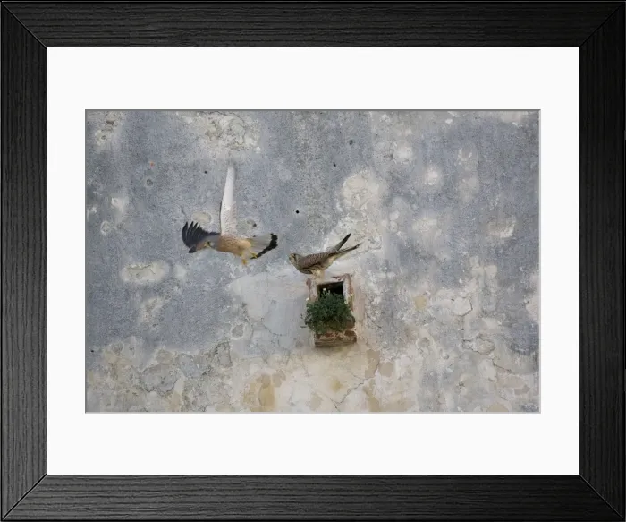 Framed Print : Adult male and female Lesser Kestrel at nest site Tarifa Spain Framed Print : Adult male and female Lesser Kestrel at nest site Tarifa Spain