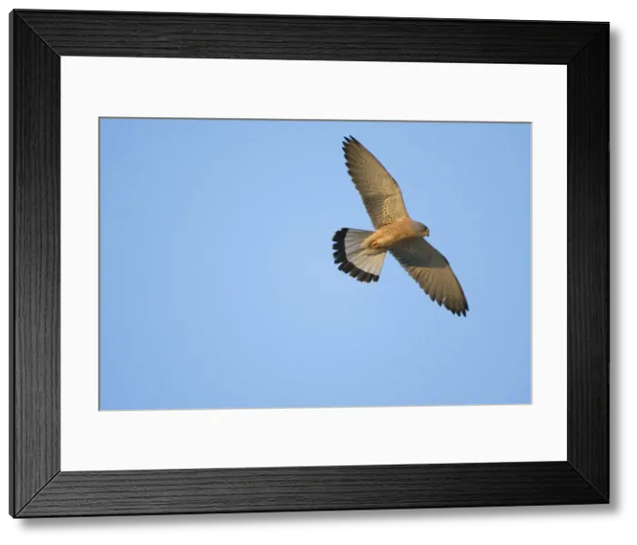 Framed Print : Adult male Lesser Kestrel In flight - Tarifa Spain April Framed Print : Adult male Lesser Kestrel In flight - Tarifa Spain April