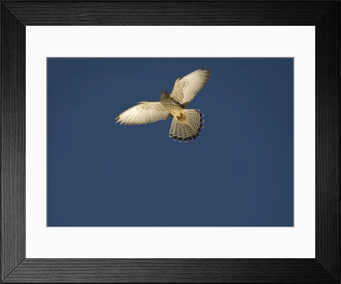 Framed Print : Adult female Lesser Kestrel In flight - Tarifa Spain April Framed Print : Adult female Lesser Kestrel In flight - Tarifa Spain April