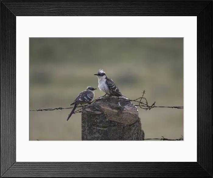 Framed Print : Adult Great Spotted Cuckoos Extremadura Spain April Framed Print : Adult Great Spotted Cuckoos Extremadura Spain April
