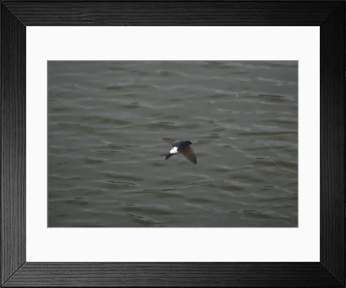 Framed Print : House Martin hawking over water for food Framed Print : House Martin hawking over water for food
