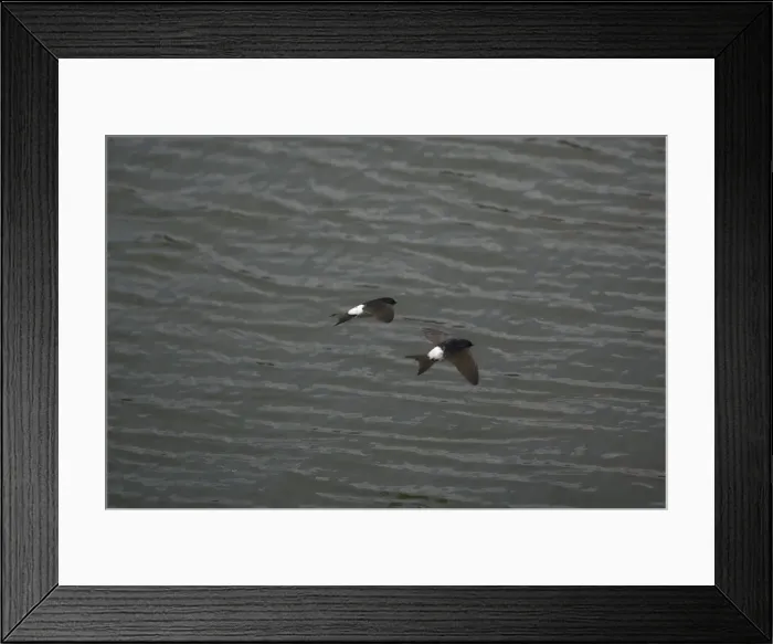 Framed Print : House Martins - Two flying together hawking over water for food Framed Print : House Martins - Two flying together hawking over water for food