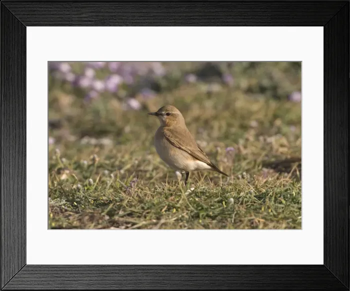 Framed Print : Isabelline Wheatear Cyprus March Framed Print : Isabelline Wheatear Cyprus March